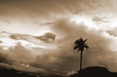 Coconut Sky