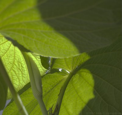 Canopy