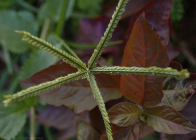 Leaves of Grass