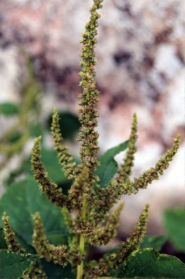 Amaranthus spinosus I