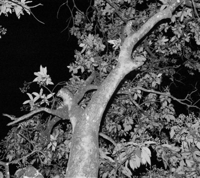 Evening Tree