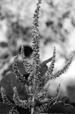 Amaranthus spinosus II