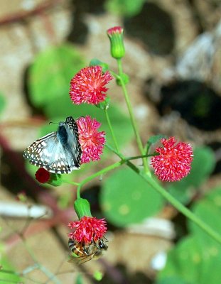 The Butterfly and the Bee III