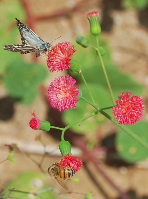 The Butterfly and the Bee II