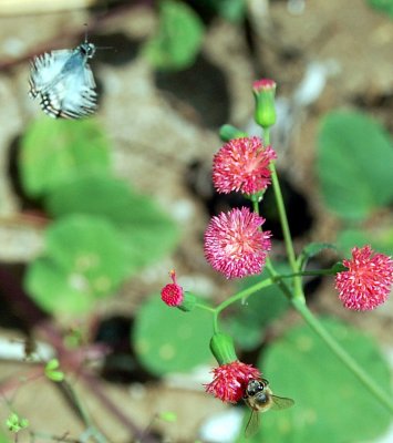The Butterfly and the Bee I