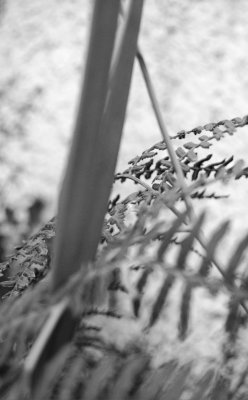 Grass and Fern