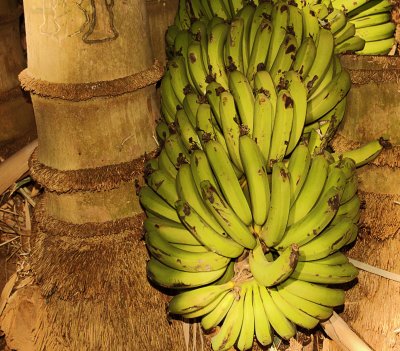 Bananas in Bamboo I