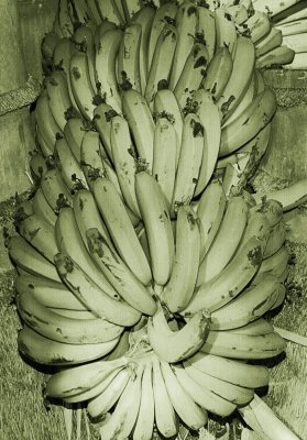 Bananas