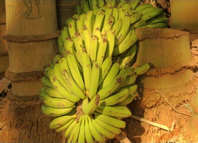 Bananas in Bamboo II