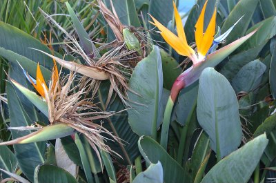 Strelitzia reginae