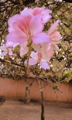Tree Blooms