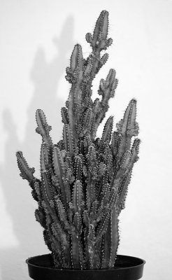 Cactus--Houseplant
