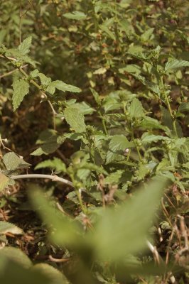Garden Weeds