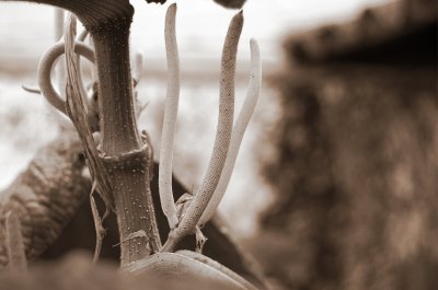 Plant Anatomy