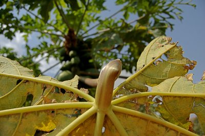 Carica papaya