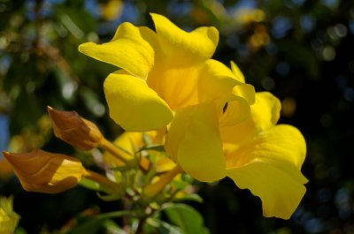 Yellow Flowers