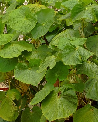 Infinite Leaves