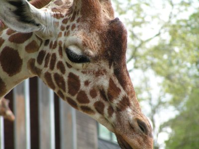 Zoo Copenhagen