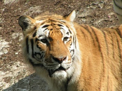 tiger