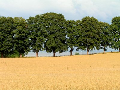 fields and row of trees
