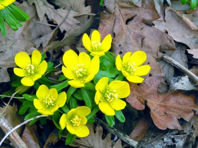 Blomster og Planter 271.JPG