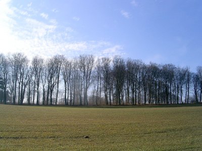 trees and field