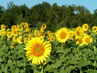 sunflowers 1.JPG