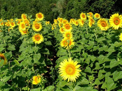 sunflowers 2.JPG