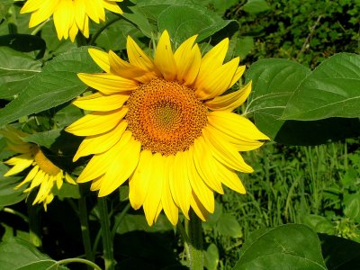 sunflowers 4.JPG