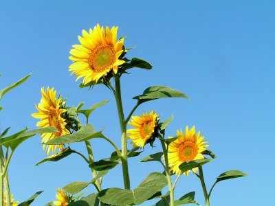 sunflowers 5.JPG