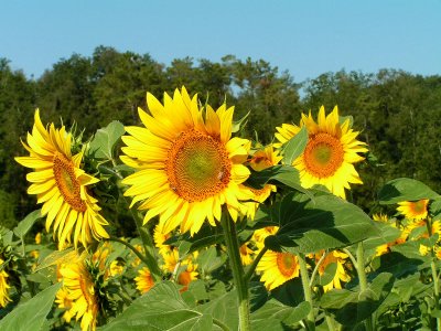 sunflowers 6.JPG