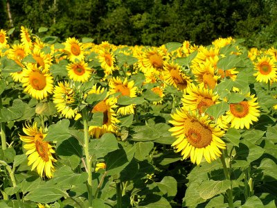 sunflowers 7.JPG