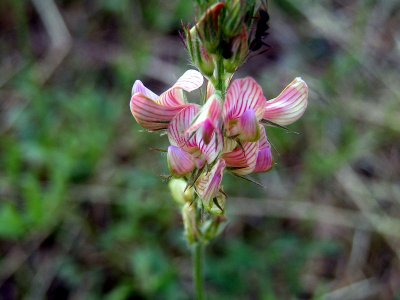 flowers 4.JPG