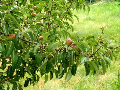 pear tree.JPG