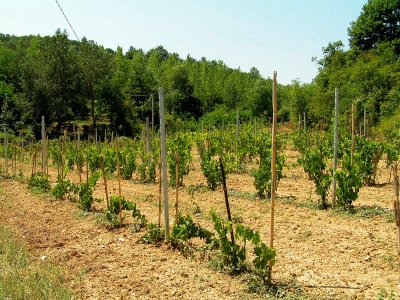 Tuscan landscapes 10.JPG