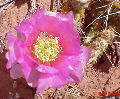 pink catus flower