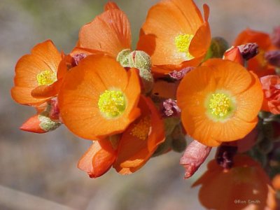 orange cactus 