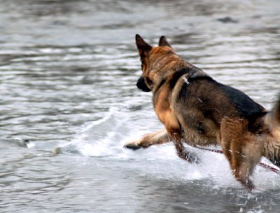 German Shepherd at the river