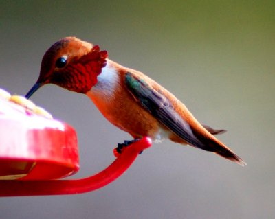 Hummingbirds at feeder 2