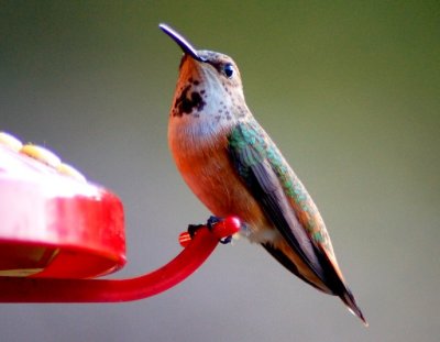 Hummingbird at feeder 3