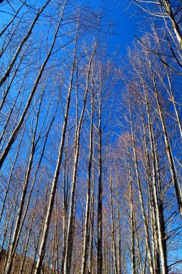 Clear Winter Day