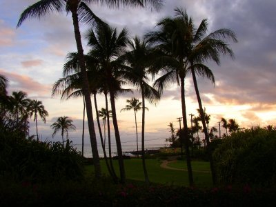 Palm Trees Sunset Kauai Hawaii