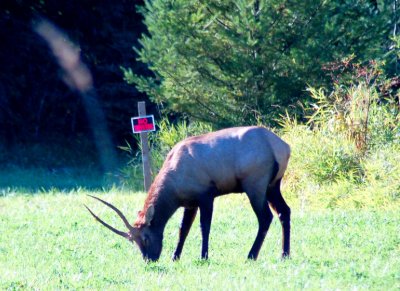 Northwest Elk