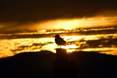Bellingham Bay Seagull Sunset