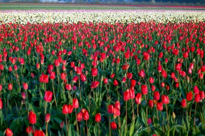 Skagit Valley Tulip Festival