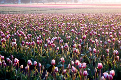 Skagit Valley Tulip Festival