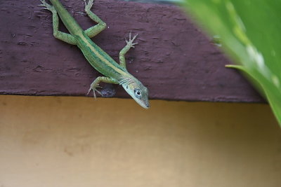 Barbados Green Lizard