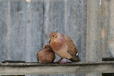 Motherly Dove