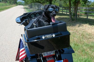 Fred the Biker Dog