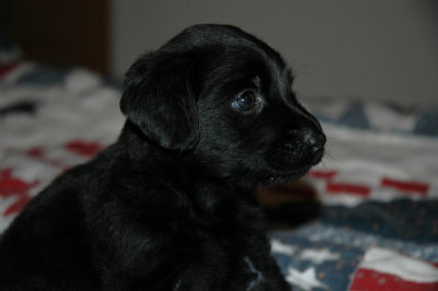 Fred at 4 weeks old.